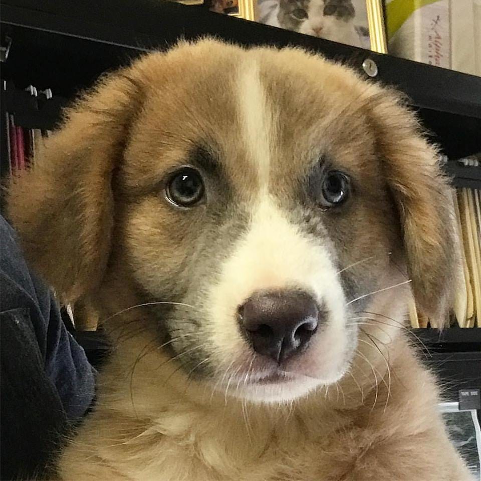 australian shepherd great pyrenees mix puppies for adoption